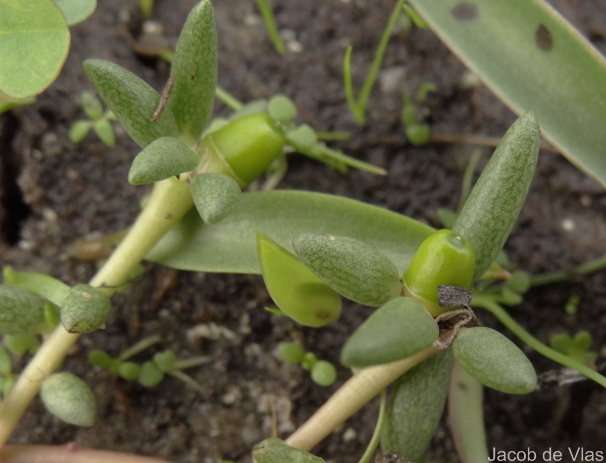 Portulaca tuberosa Roxb.